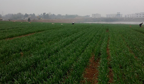 一篇綠意盎然的新基地