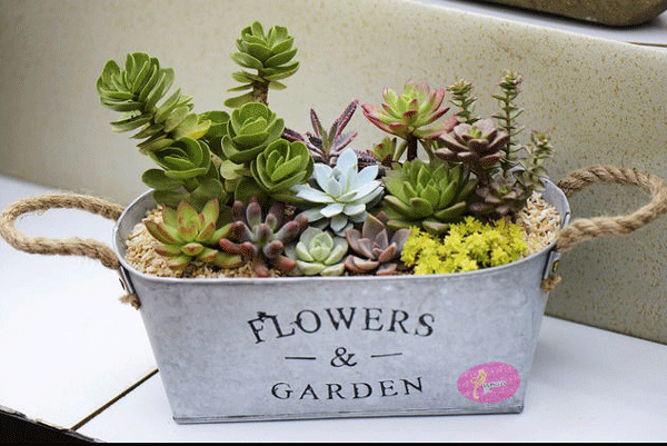 66bd759e3c295093ca734b3781f7d8ff_tiehefuhezaiduorouzhiwu_5723892.png 66bd759e3c295093ca734b3781f7d8ff_tiehefuhezaiduorouzhiwu_5723892.png